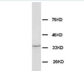 Morg1/WDR83 Rabbit Polyclonal Antibody