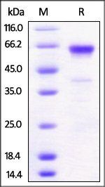 Mouse 4-1BB Protein, Fc Tag