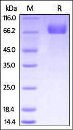 Mouse PD-L1 Protein, Fc Tag