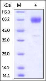 Mouse TIM-3 Protein, Fc Tag