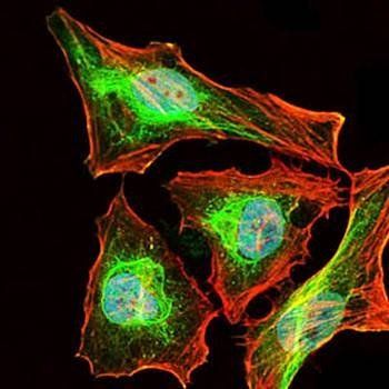 mouse Lplunc1 Antibody