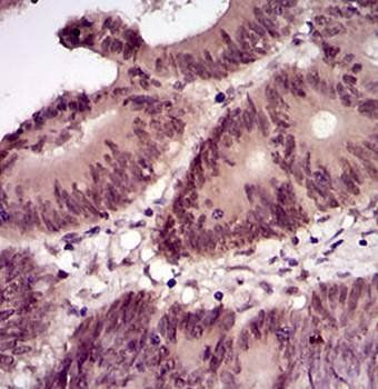mouse Lplunc1 Antibody