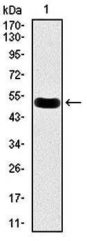mouse Lplunc1 Antibody