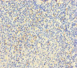MPL Antibody