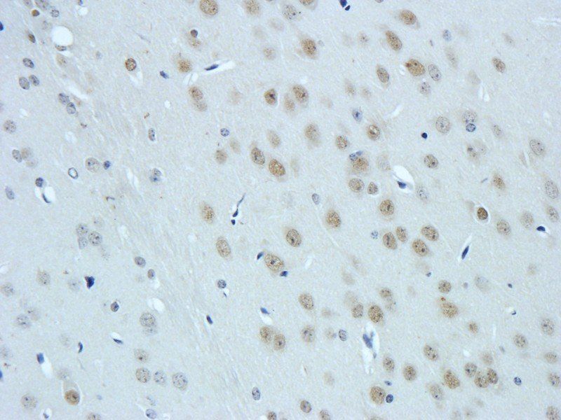 Myeloperoxidase Rabbit Polyclonal Antibody