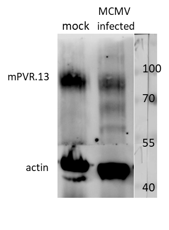 Anti-mouse PVR (CD155) antibody