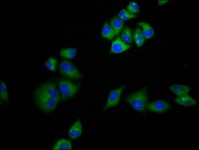 MRAP Antibody