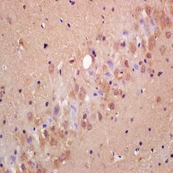 MRGX1 Rabbit Polyclonal Antibody