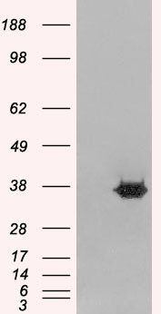 Goat anti-MRGX Antibody