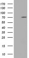 MRI1 Antibody