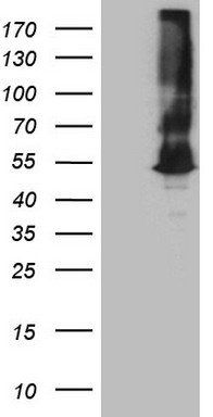 MRP5 Antibody