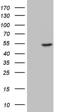 MRP5 Antibody