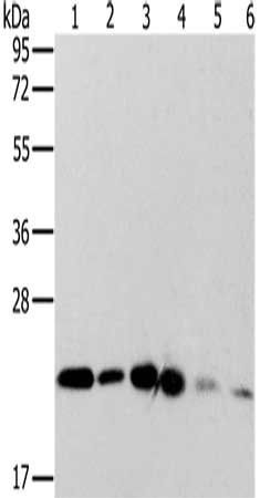 MRPL11 Antibody