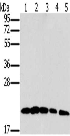 MRPL11 Antibody
