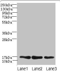 MRPL14 Antibody