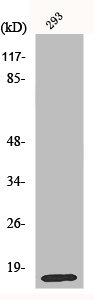 MRPL14 Antibody