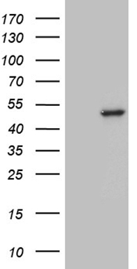 MRPL15 Antibody