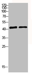 MRPS22 Antibody