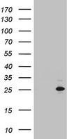 MRPS27 Antibody