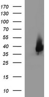 MRPS34 Antibody