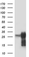 MRPS34 Antibody