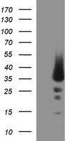 MRPS34 Antibody