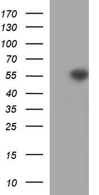 MRPS34 Antibody