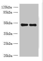 MRPS5 Antibody