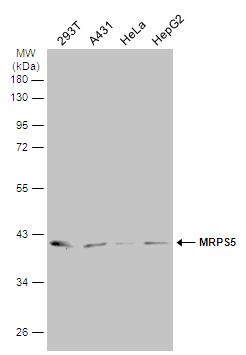 mitochondrial ribosomal protein S5 Antibody