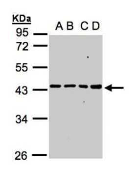 MRPS5 antibody