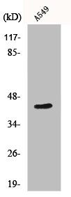 MRPS9 Antibody