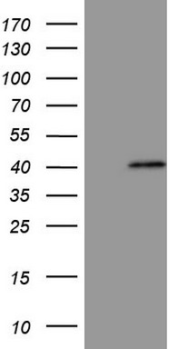MRRF Antibody