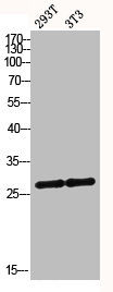 MRRF Antibody