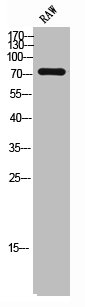 SLC9A6 Antibody