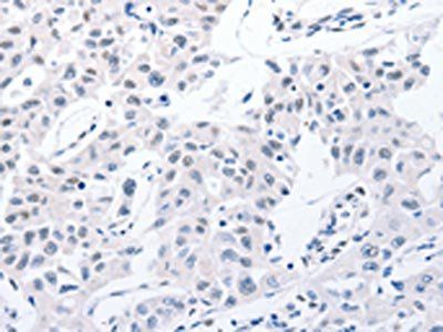 POMC Antibody