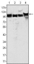 MSH2 Antibody