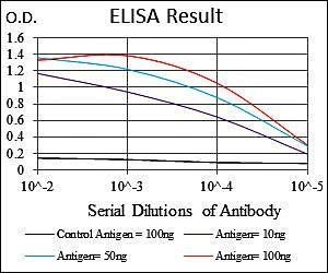 MSH6 Antibody
