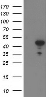 MSI1 Antibody