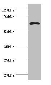 MSLN Antibody