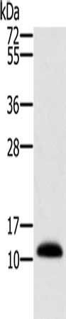 MSMB Antibody