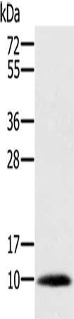 MSMB Antibody