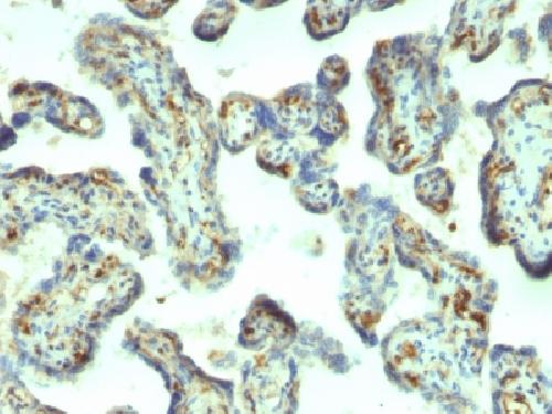 MSN Antibody