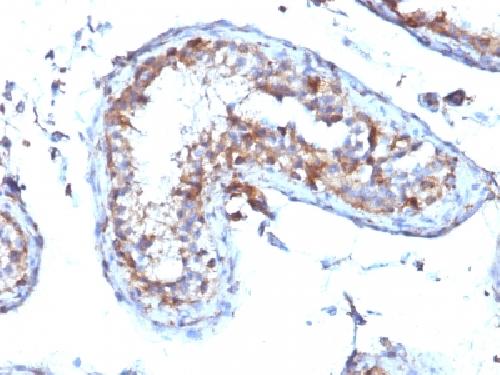 MSN Antibody