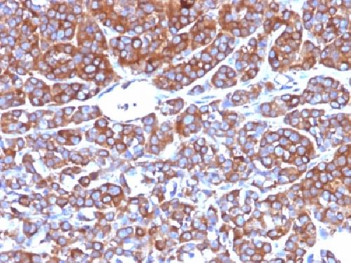 MSN Antibody