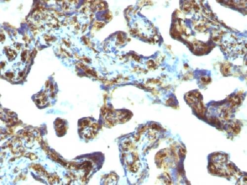 MSN Antibody