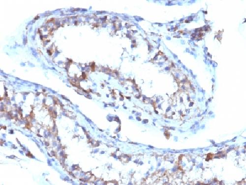 MSN Antibody