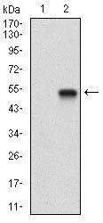 Bpifa2 Antibody