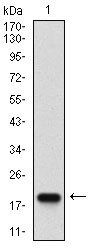 Bpifa2 Antibody