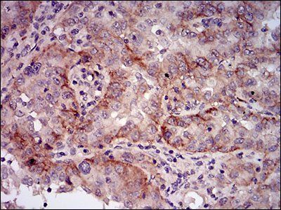 Bpifa2 Antibody