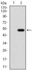 Bpifa2 Antibody